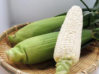 白いとうもろこし 1本 300円