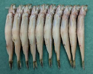 北海道産ししゃも  （焼き魚） メス10尾
