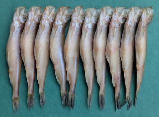 北海道産ししゃも (焼き魚) メス10尾