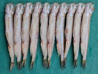 北海道産ししゃも (焼き魚) オス10尾