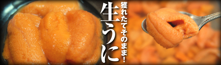 獲れたてそのまま！生うに