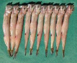 北海道産ししゃも  （焼き魚） オス10尾